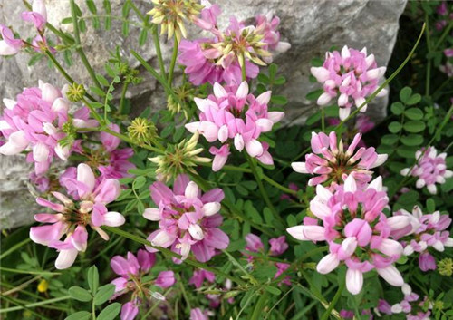 北方地區屋頂綠化常用植物(地被類)