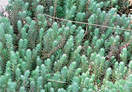 北方地區屋頂綠化常用植物(地被類)