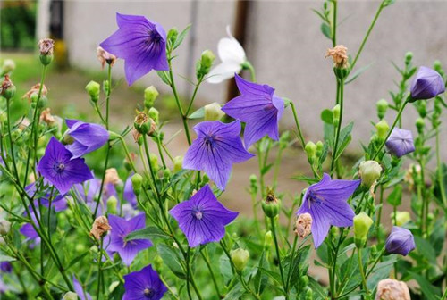 北方地區屋頂綠化常用植物(地被類)