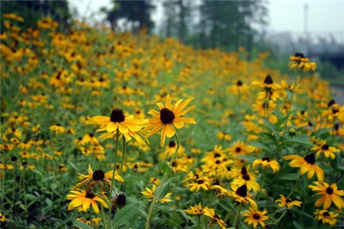 北方地區屋頂綠化常用植物(地被類)