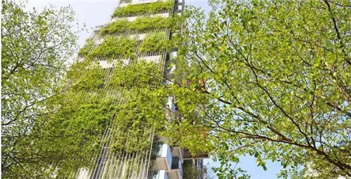 立體綠化中哪些植物將“大顯身手”?