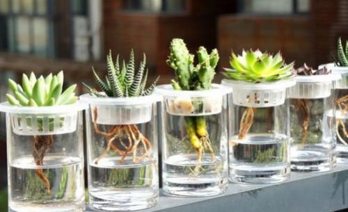 水培多肉植物的注意事項