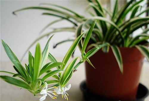 為什么你養(yǎng)的植物多年不開(kāi)花