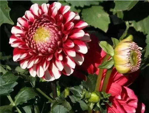 為什么你養(yǎng)的植物多年不開(kāi)花