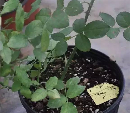 為什么你養(yǎng)的植物多年不開(kāi)花