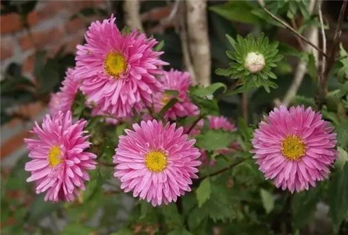 為什么你養(yǎng)的植物多年不開(kāi)花