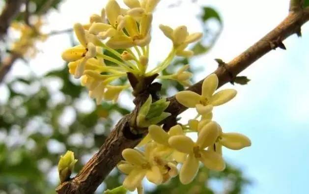 為什么你養(yǎng)的植物多年不開(kāi)花