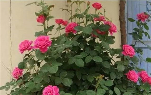 為什么你養(yǎng)的植物多年不開(kāi)花