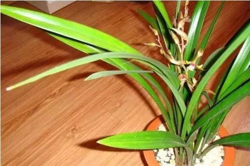 為什么你養(yǎng)的植物多年不開(kāi)花