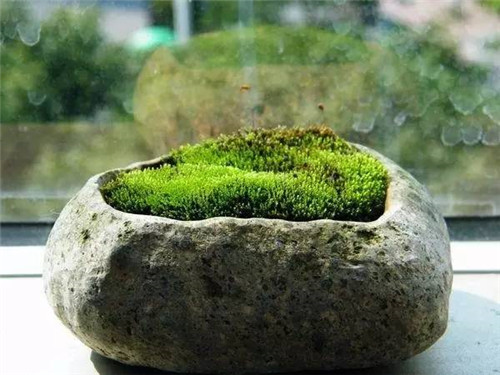 這七種植物 讓你的書房更有味道