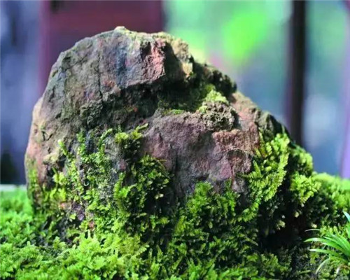 這七種植物 讓你的書房更有味道