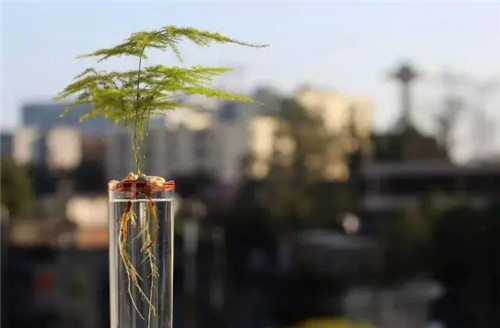 這七種植物 讓你的書房更有味道