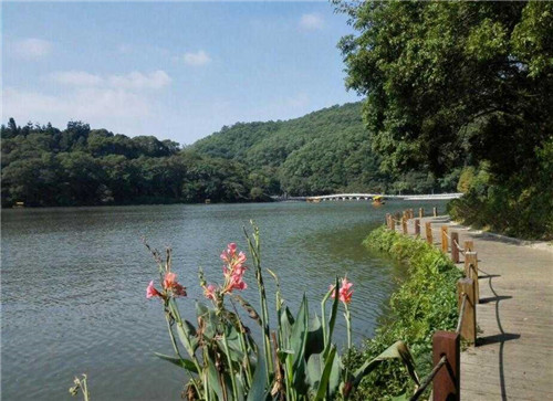 仙湖植物園是中國觀賞植物研究的重要基地