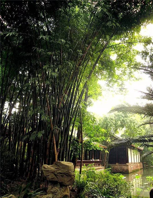 歷數(shù)七大中國(guó)古典園林植物