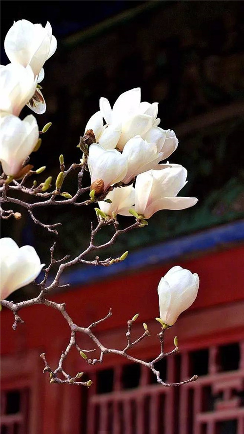 歷數(shù)七大中國(guó)古典園林植物