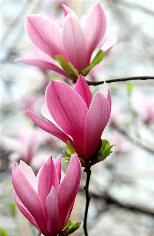 歷數(shù)七大中國(guó)古典園林植物