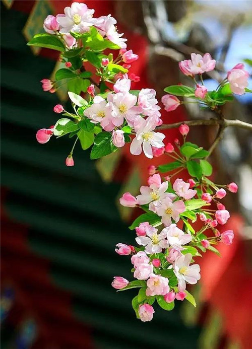 歷數七大中國古典園林植物