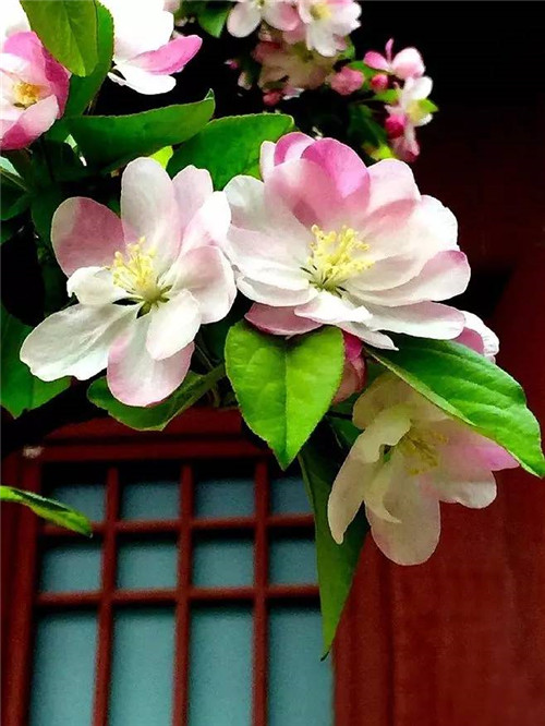 歷數七大中國古典園林植物