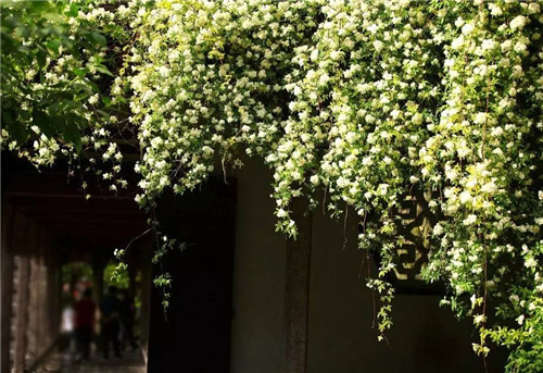 歷數七大中國古典園林植物