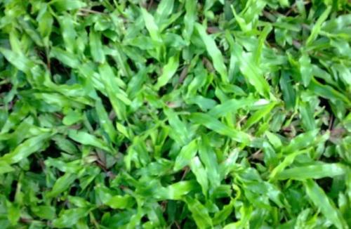 大葉油草——植物界中的低調(diào)派