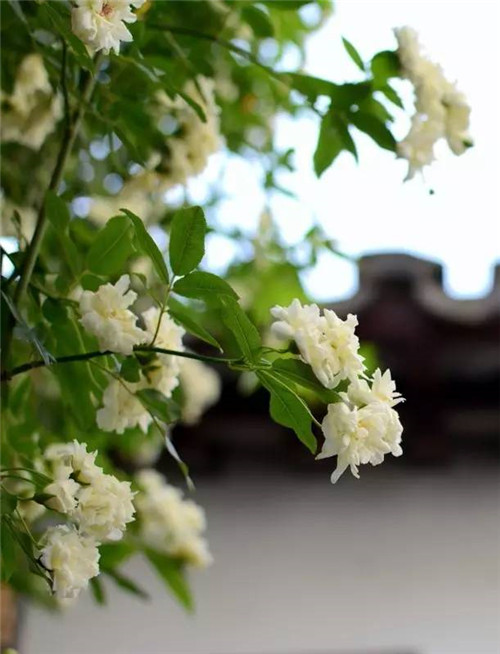 歷數七大中國古典園林植物