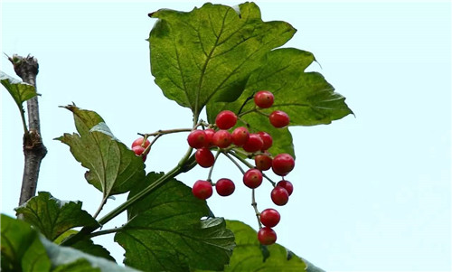 歷數(shù)七大中國古典園林植物