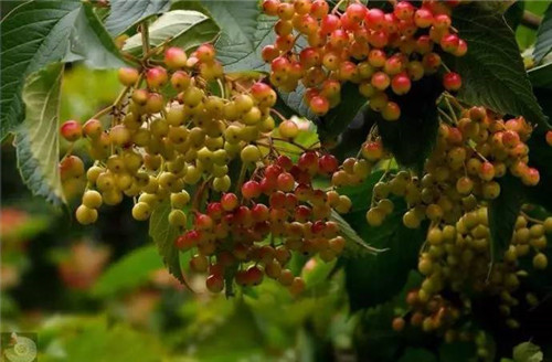 歷數(shù)七大中國古典園林植物