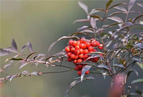 歷數(shù)七大中國古典園林植物