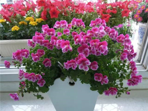 幾種好養又容易爆盆的花卉