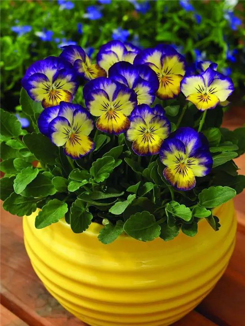 幾種好養又容易爆盆的花卉