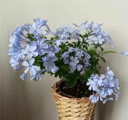 幾種好養又容易爆盆的花卉