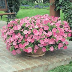 幾種好養又容易爆盆的花卉