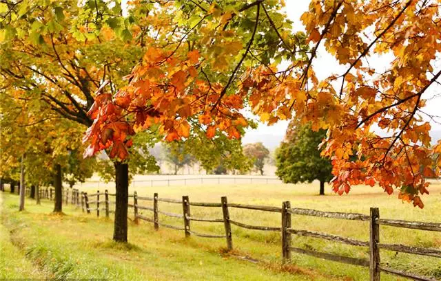 未來十年大規(guī)格喬木和彩葉苗木都不會(huì)過時(shí)