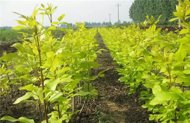 未來十年大規(guī)格喬木和彩葉苗木都不會(huì)過時(shí)