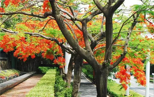 未來十年大規(guī)格喬木和彩葉苗木都不會(huì)過時(shí)