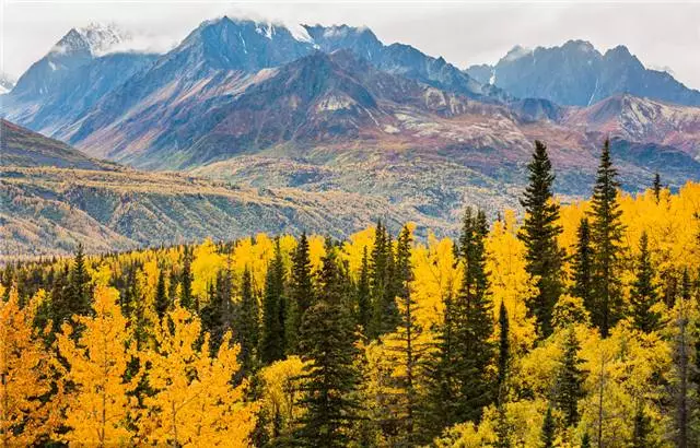 未來十年大規(guī)格喬木和彩葉苗木都不會(huì)過時(shí)