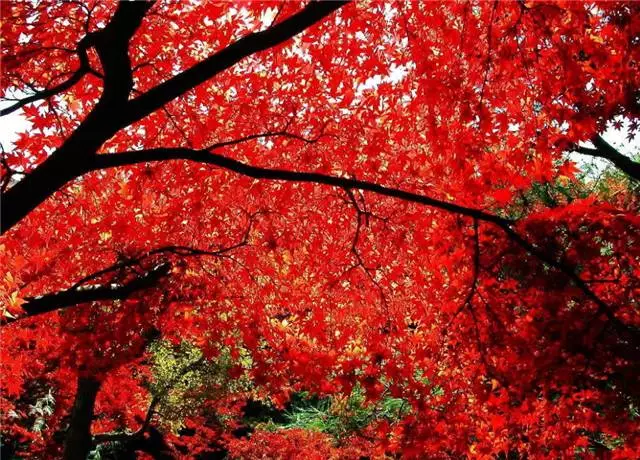 未來十年大規(guī)格喬木和彩葉苗木都不會(huì)過時(shí)