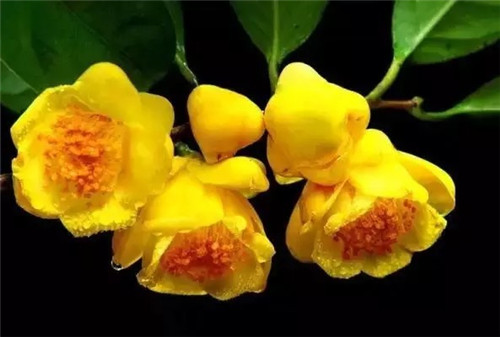 廣西防城自然保護(hù)區(qū)有50多萬(wàn)株野生金花茶