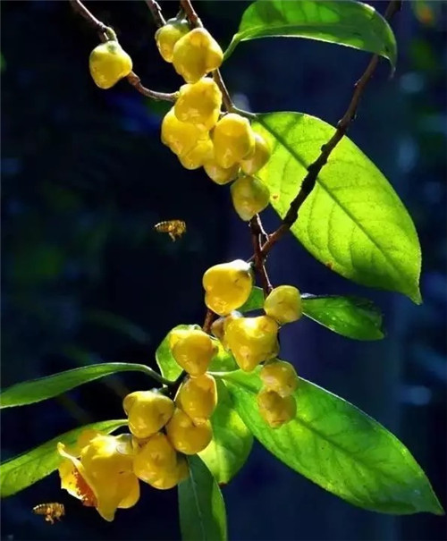 廣西防城自然保護(hù)區(qū)有50多萬(wàn)株野生金花茶