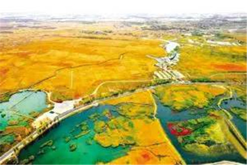 航拍張掖大濕地 半城蘆葦半城碧