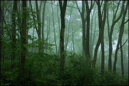 廣東韶關(guān):4棵“植物大熊貓” 紅豆杉遭剝皮