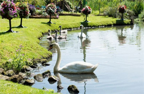 英國(guó)78歲老太7年將廢棄沼地改成“仙境”