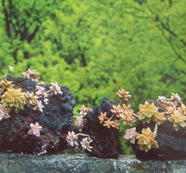 植物的另類栽培也別具風(fēng)格