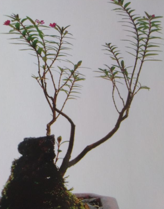 植物的另類栽培也別具風(fēng)格