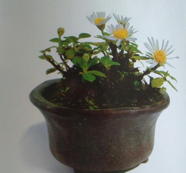 植物的另類栽培也別具風(fēng)格