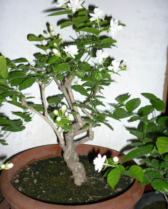 植物的另類栽培也別具風(fēng)格