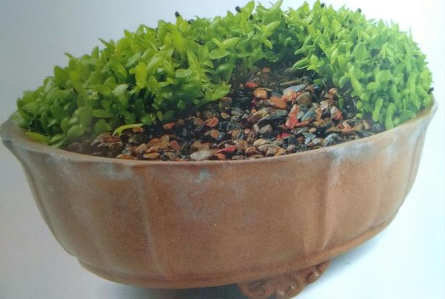 植物的另類栽培也別具風(fēng)格