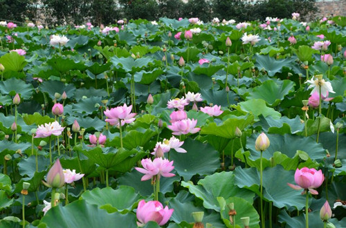 重慶：黔江小南海十三寨百畝荷花醉游人