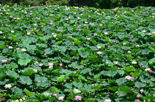 重慶：黔江小南海十三寨百畝荷花醉游人