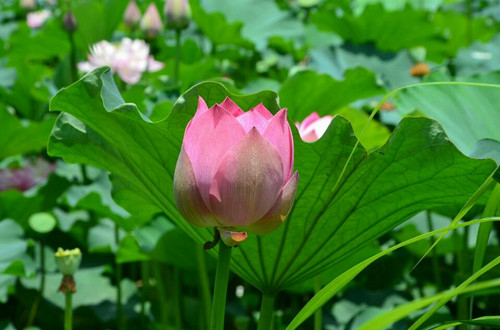 重慶：黔江小南海十三寨百畝荷花醉游人